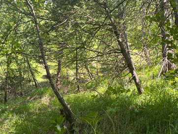 IMG_6247.jpg