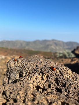 Pic IMG_2847.jpg
